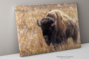 Bison Wall Art | Warm Neutral Prairie Wildlife Fine Art