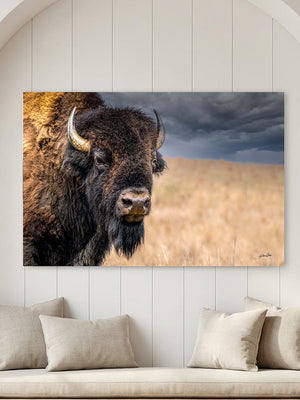 American bison wall art featuring original western wildlife photography by Debra Gail Fine Art