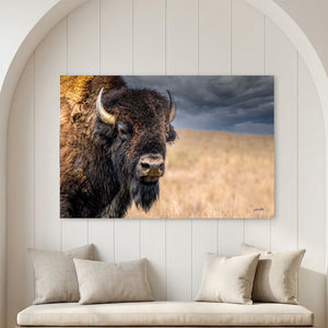 American bison wall art featuring original western wildlife photography by Debra Gail Fine Art