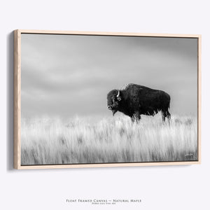 American Bison Wall Art | Black and White Rustic Prairie Canvas Print