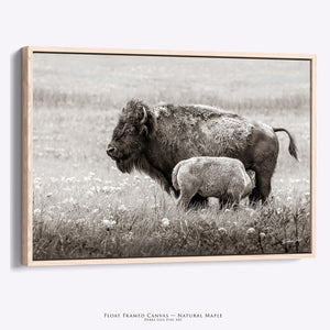 Bison Canvas Print in Neutral | Buffalo and Calf Farmhouse Wall Art