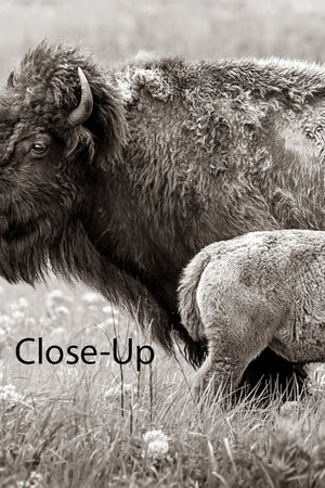 Bison wall art – rustic prairie photography print by Debra Gail Fine Art