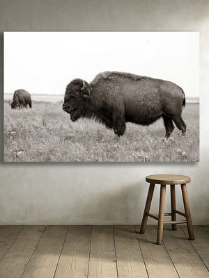 Bison wall art – rustic prairie photography print by Debra Gail Fine Art