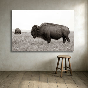 Bison wall art – rustic prairie photography print by Debra Gail Fine Art