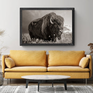 Bison wall art – rustic prairie photography print by Debra Gail Fine Art