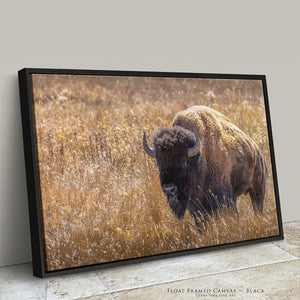 Bison Wall Art | Warm Neutral Prairie Wildlife Fine Art