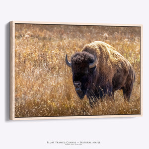 Bison Wall Art | Warm Neutral Prairie Wildlife Fine Art