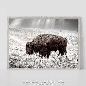 Buffalo Wall Art | Bison Canvas Print - Western American Bison Wall Art