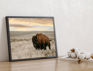 Kansas Bison Art | Fine Art Buffalo Wildlife Photography