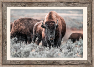 Buffalo wall art – Great Plains wildlife wall decor by Debra Gail Fine Art