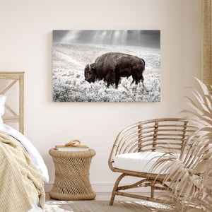 Buffalo Wall Art | Bison Canvas Print - Western American Bison Wall Art