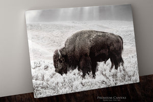 Buffalo Wall Art | Bison Canvas Print - Western American Bison Wall Art