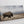 Western Bison Wall Art | Panoramic Buffalo Canvas Print