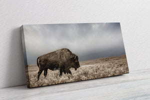 Western Bison Wall Art | Panoramic Buffalo Canvas Print