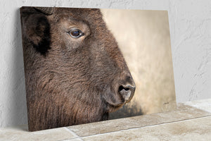 Bison wall art – rustic prairie photography print by Debra Gail Fine Art
