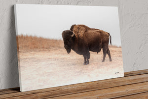 Foggy Bison Wall Art – Rustic Western Wildlife Print