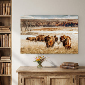 Bison Wall Art - Western Wildlife Art | Buffalo Canvas Print Decor