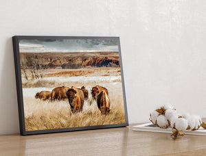 Bison Wall Art - Western Wildlife Art | Buffalo Canvas Print Decor