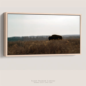 American Bison Wall Art | Panoramic Prairie Wildlife Canvas