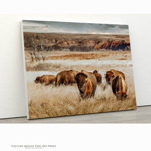 Bison Wall Art - Western Wildlife Art | Buffalo Canvas Print Decor