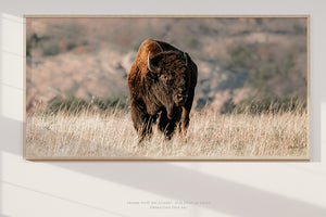 American Buffalo | Wide Panoramic Wall Art Canvas