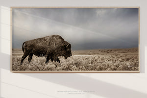 American Bison Panoramic Wall Art | Western Decor
