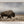 Western Bison Wall Art | Panoramic Buffalo Canvas Print