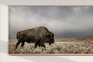 Western Bison Wall Art | Panoramic Buffalo Canvas Print