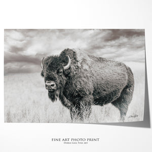 Bison wall art – rustic prairie photography print by Debra Gail Fine Art