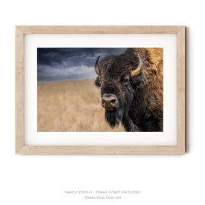 Buffalo White Spiritial Bison wall art canvas – fine art print by Debra Gail Fine Art