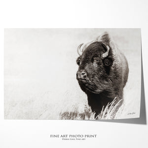 Bison wall art – rustic prairie photography print by Debra Gail Fine Art