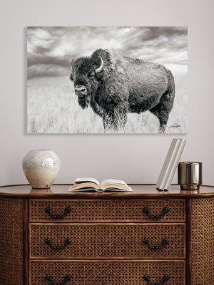 Bison wall art – rustic prairie photography print by Debra Gail Fine Art