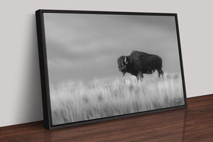 Bison wall art – black and white rustic prairie photography print by Debra Gail Fine Art