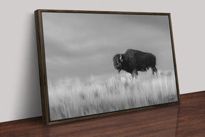 Bison wall art – black and white rustic prairie photography print by Debra Gail Fine Art