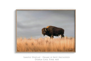 Bison wall art – buffalo canvas prairie photography print by Debra Gail Fine Art
