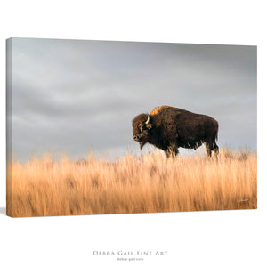 Bison wall art – buffalo canvas prairie photography print by Debra Gail Fine Art