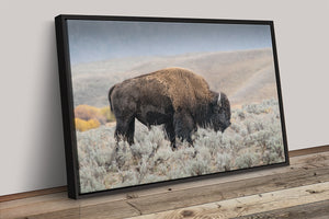 Bison wall art – rustic prairie photography print by Debra Gail Fine Art