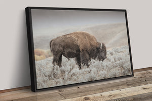 Bison wall art print - rustic buffalo photography on framed canvas by Debra Gail Fine Art