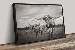 Texas Longhorn wall art – Western ranch photography print by Debra Gail Fine Art
