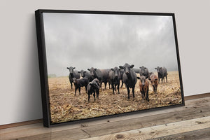 Black Angus Cattle Wall Art Canvas – Rustic Western Farmhouse Print