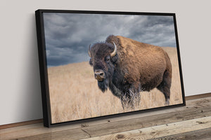Buffalo Wall Art - Rustic Bison Prairie Framed, Canvas, Barnwood Framed
