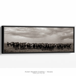 Black Angus Photography in Sepia | Panoramic Wide Cattle Canvas - Rustic Decor