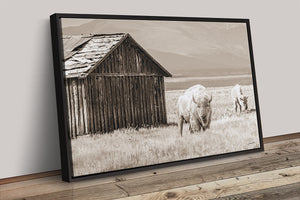 White Buffalo Wall Art | Western Wildlife Fine Art