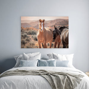 Wild Horses of the Pryor Mountains | Wild Horse Fine Art Photography