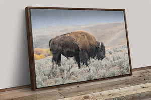 Bison wall art – rustic prairie photography print by Debra Gail Fine Art