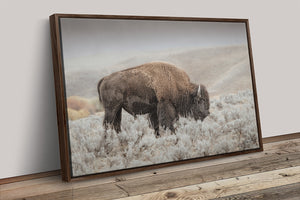Bison wall art print - rustic buffalo photography on framed canvas by Debra Gail Fine Art