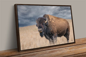 Buffalo Wall Art - Rustic Bison Prairie Framed, Canvas, Barnwood Framed