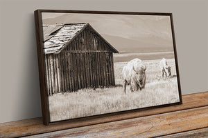 White Buffalo Wall Art | Western Wildlife Fine Art