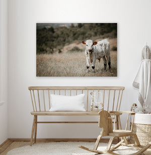 Longhorn Calf Canvas | Texas Longhorn Art - Rustic Farmhouse Wall Decor Print