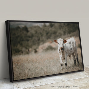 Longhorn Calf Canvas | Texas Longhorn Art - Rustic Farmhouse Wall Decor Print